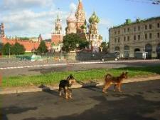 русские той-терьеры в США Russian toy terrier in USA